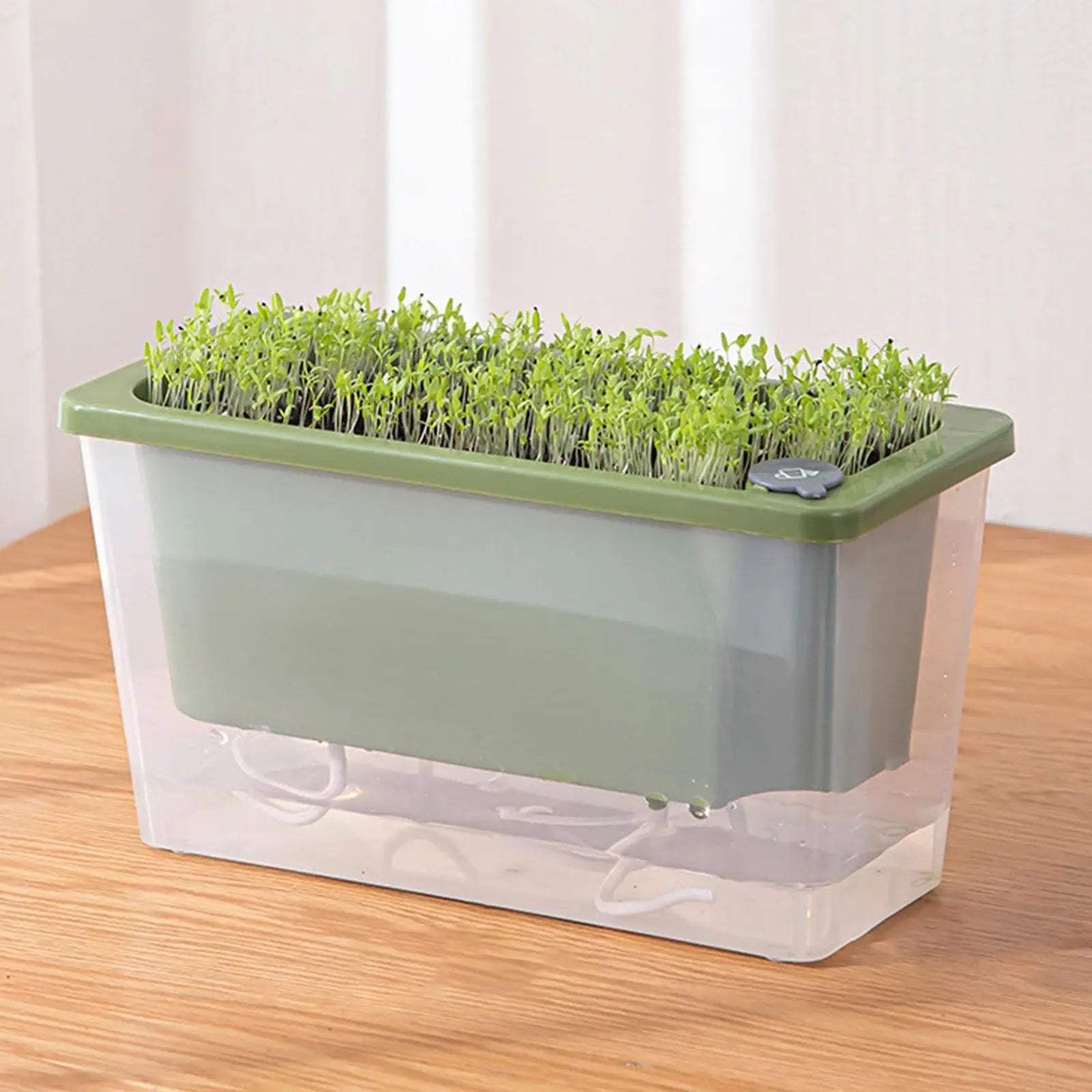 Green self-watering planter box with seedlings sprouting on a wooden surface