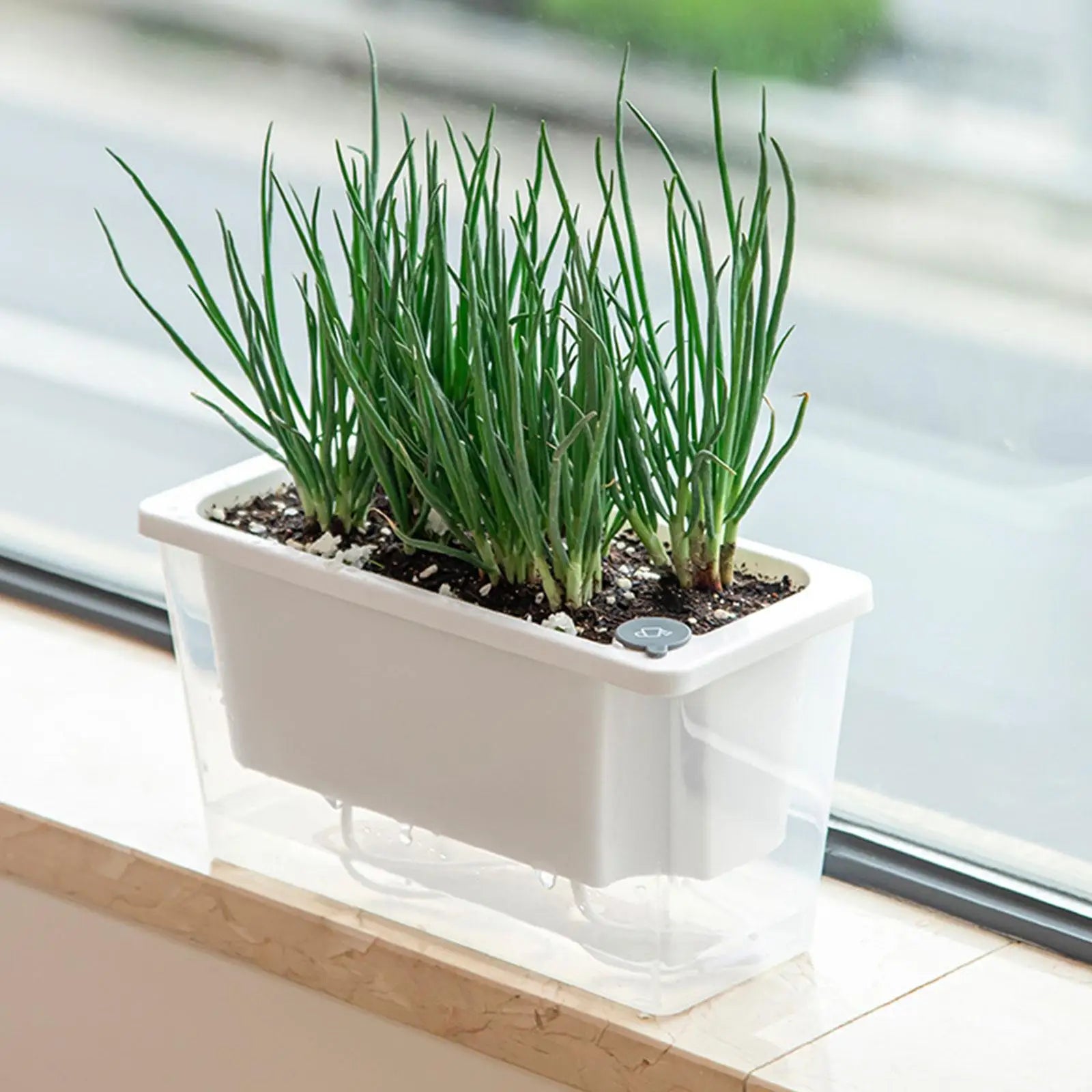 Rectangular self-watering planter box with green onions growing on an indoor windowsill