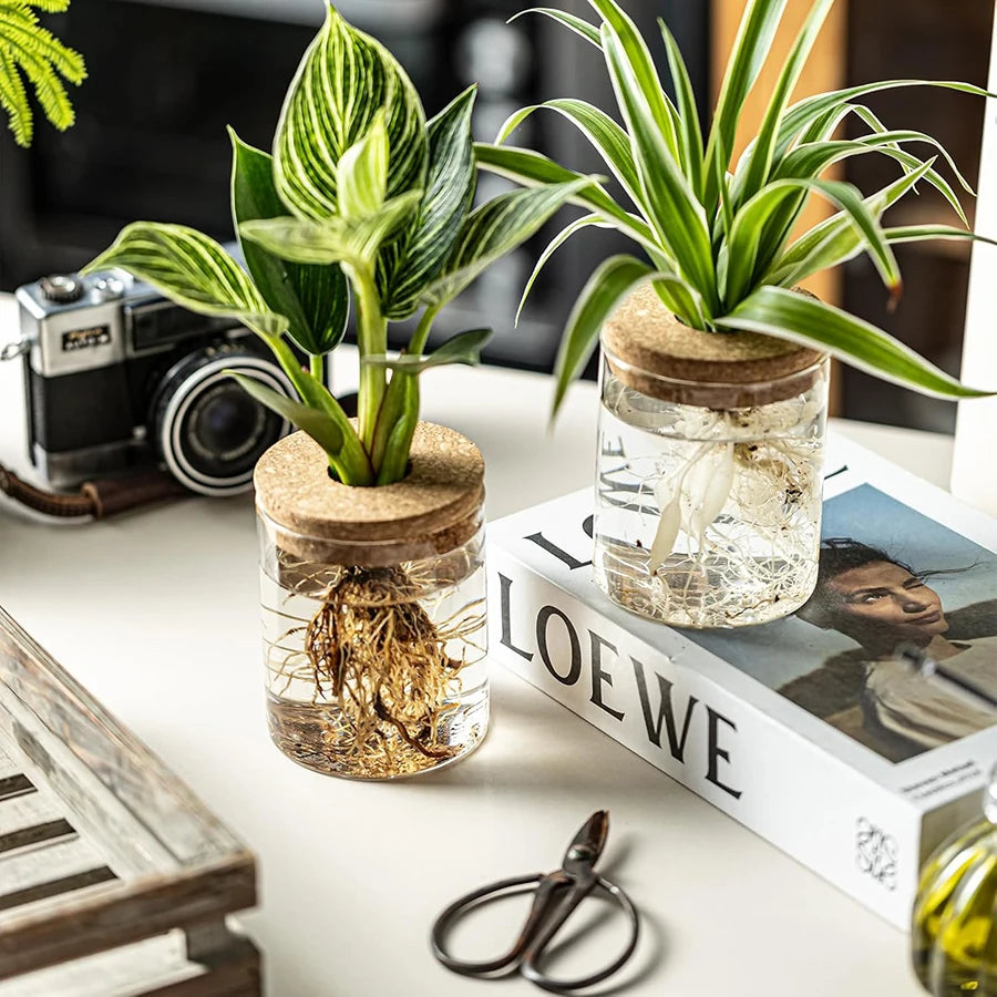 Two clear acrylic plant propagation jars with cork lids displaying rooted houseplants on a tidy desk with books and scissors