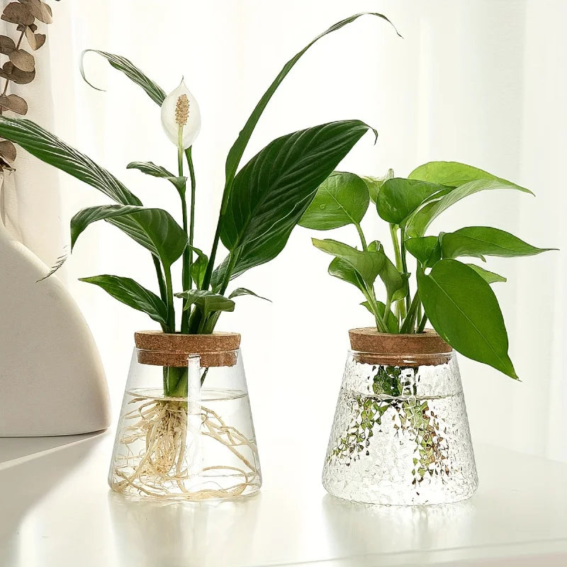 Pair of glass propagation vases, one clear and one textured, each displaying different plant cuttings on a table