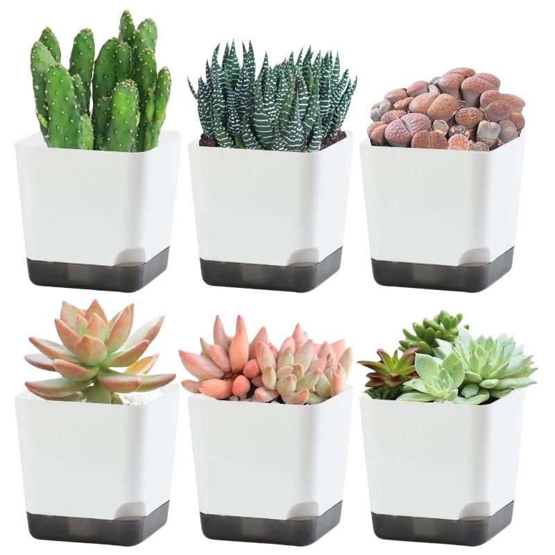 six individual white square self watering planters each with a different cactus or succulent