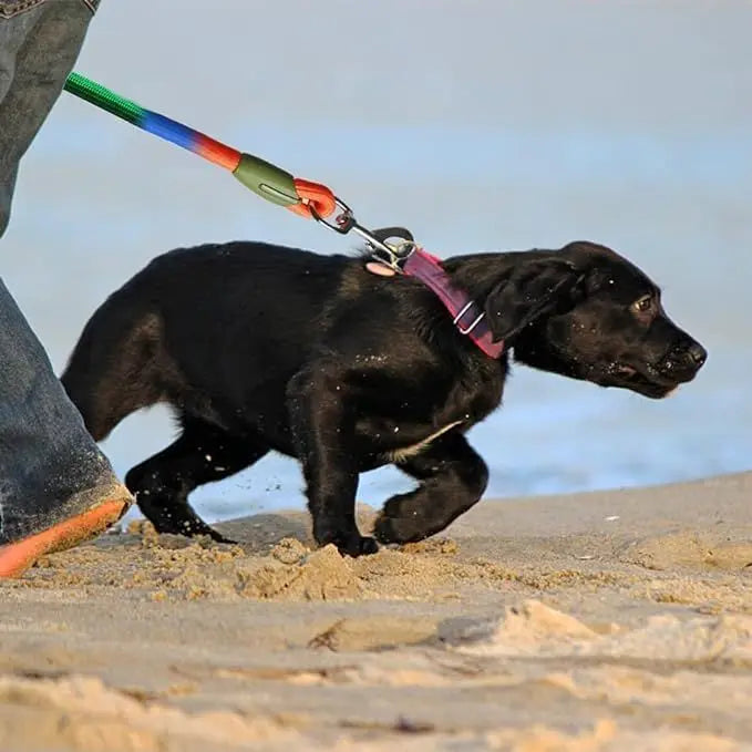 Black puppy being walked with a colorful elastic rope dog leash on the beach
