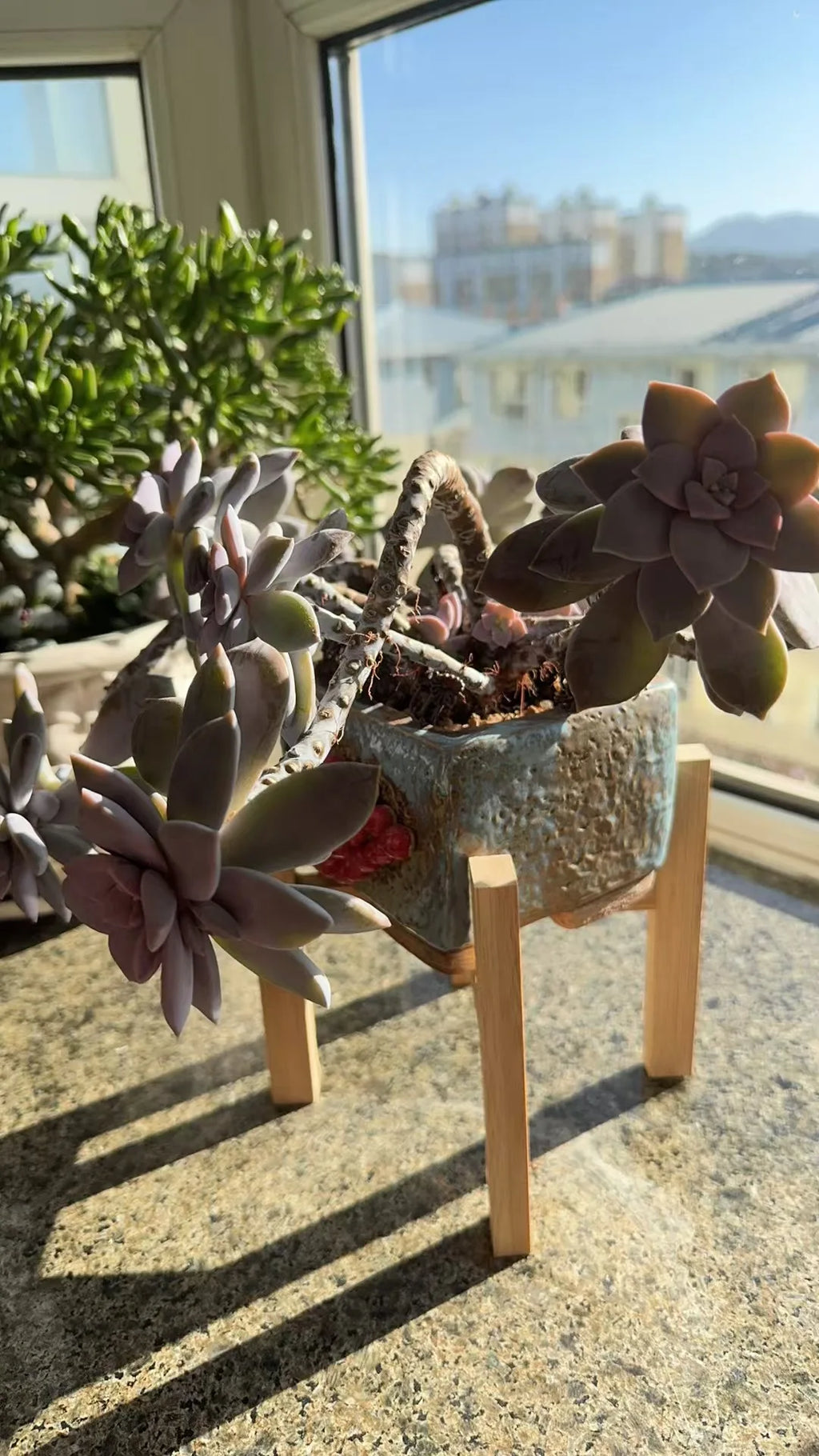 Succulent in a square ceramic pot on a bamboo plant stand by a sunny window