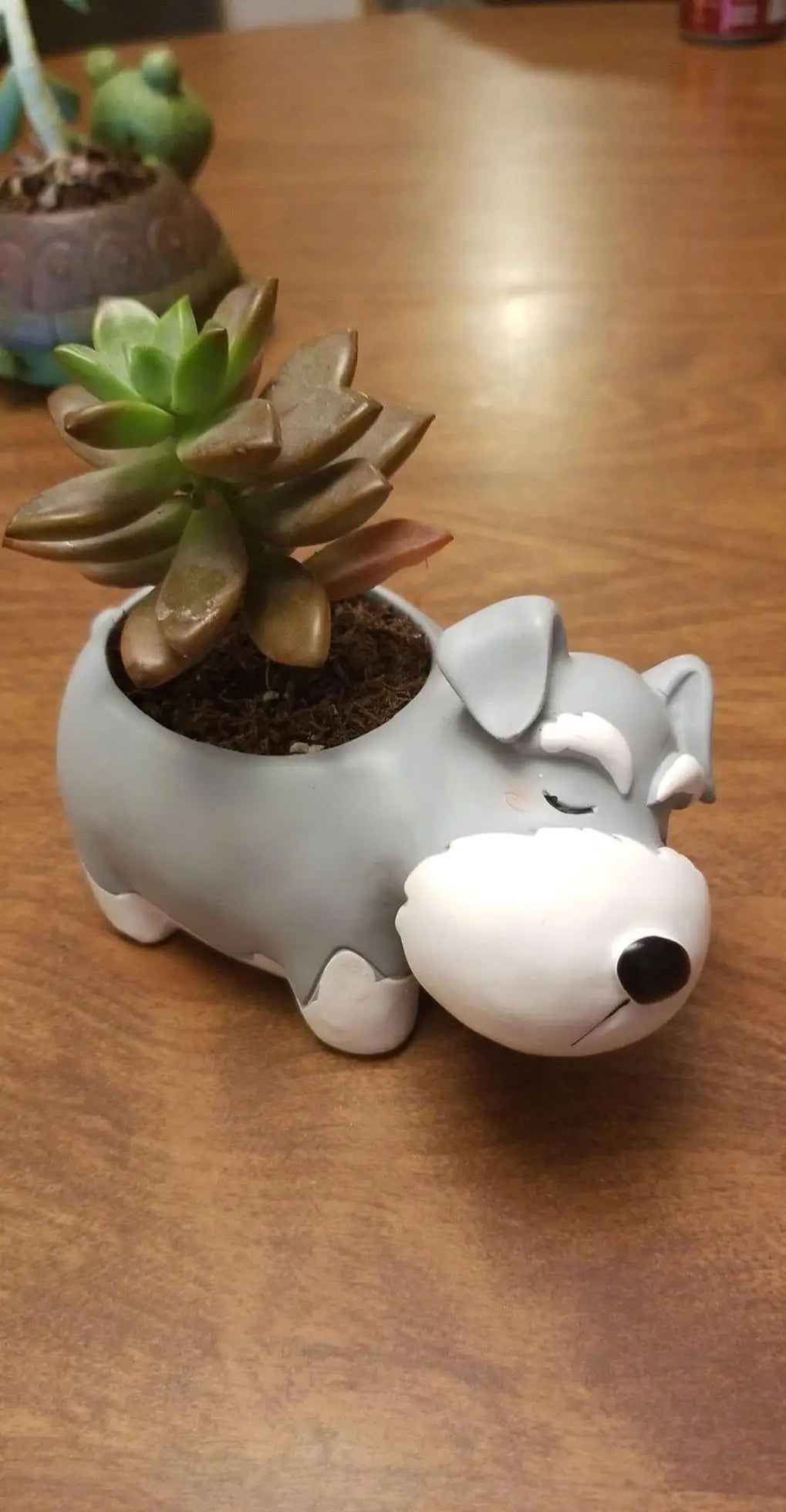 Resin schnauzer dog succulent planter with green succulent plant on wooden table