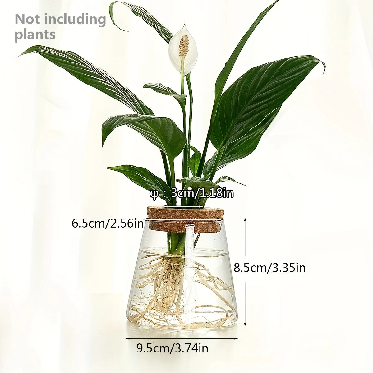Tabletop Glass Propagation Vase with Cork Lid for Plant Cuttings