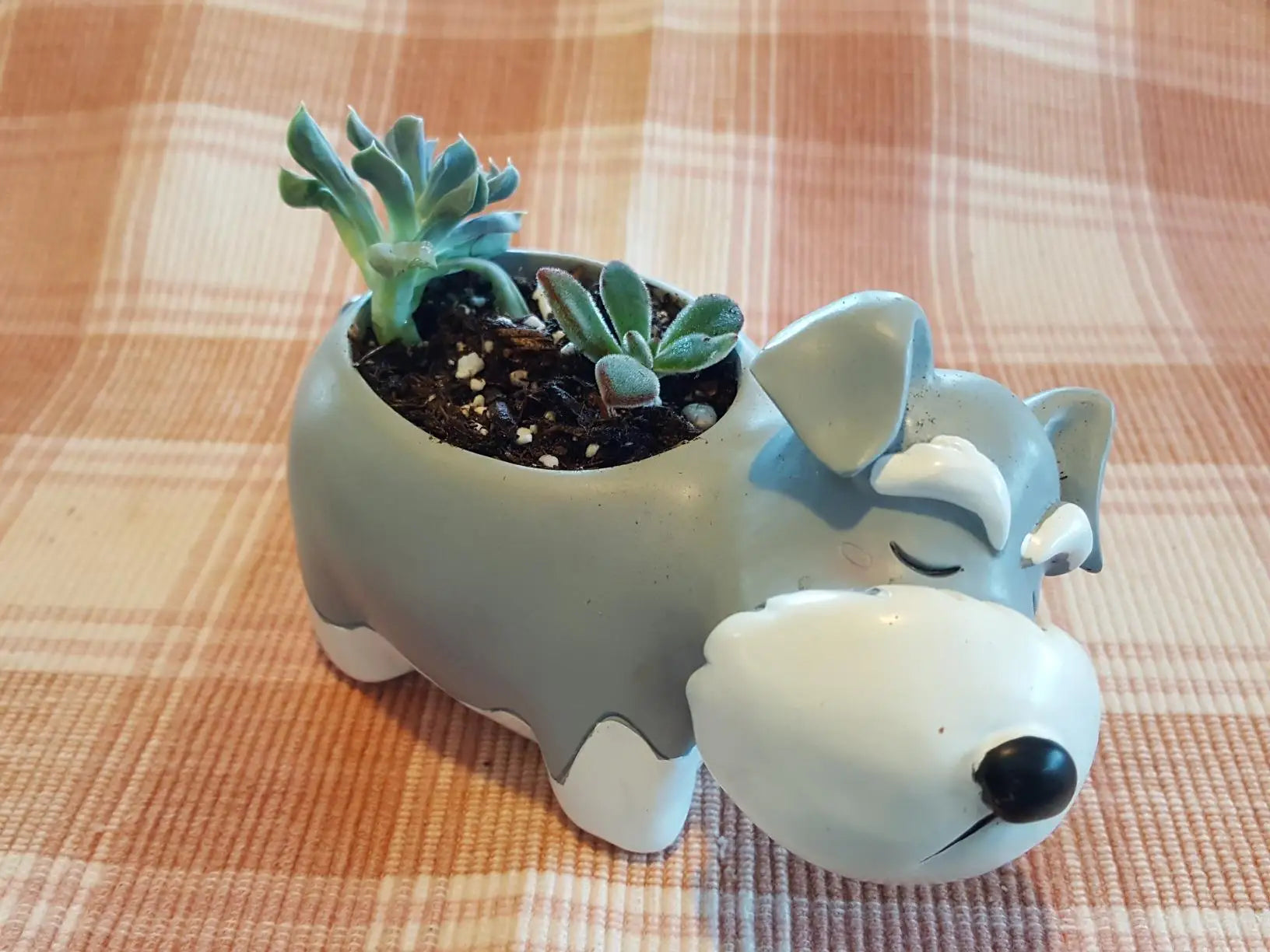 Small schnauzer dog planter with two tiny succulents inside, placed on checkered fabric