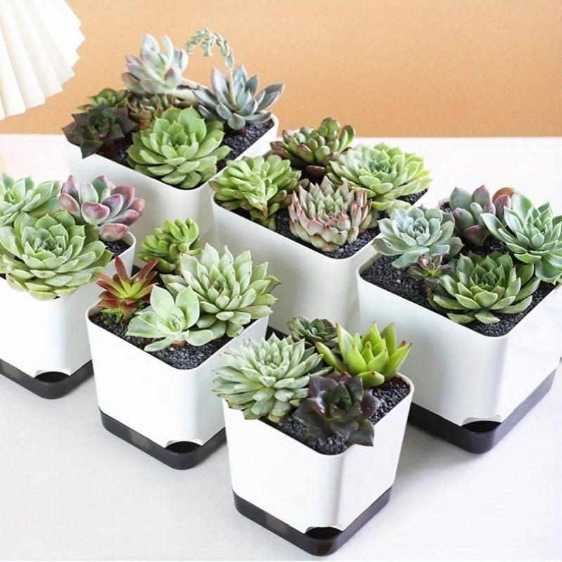 group of white square self watering planters arranged together with a variety of succulents