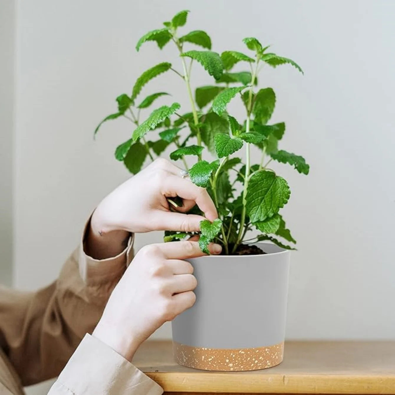Plastic planter with removable base holding a green mint herb plant on a wood surface indoors