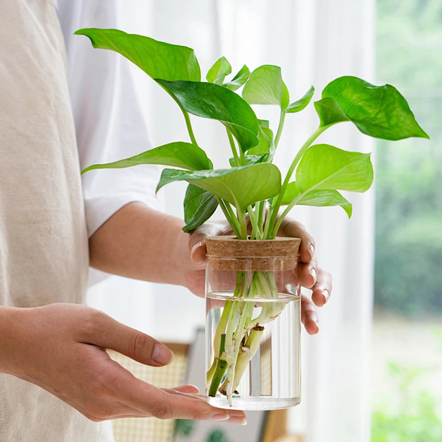 Hand holding a single acrylic propagation jar with cork lid and green plant cutting, near a window