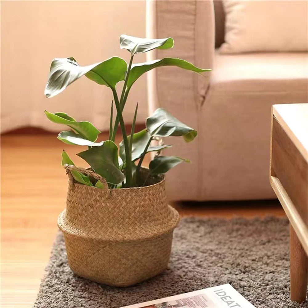 Potted plant in a woven seagrass basket on a rug beside a sofa and wooden coffee table