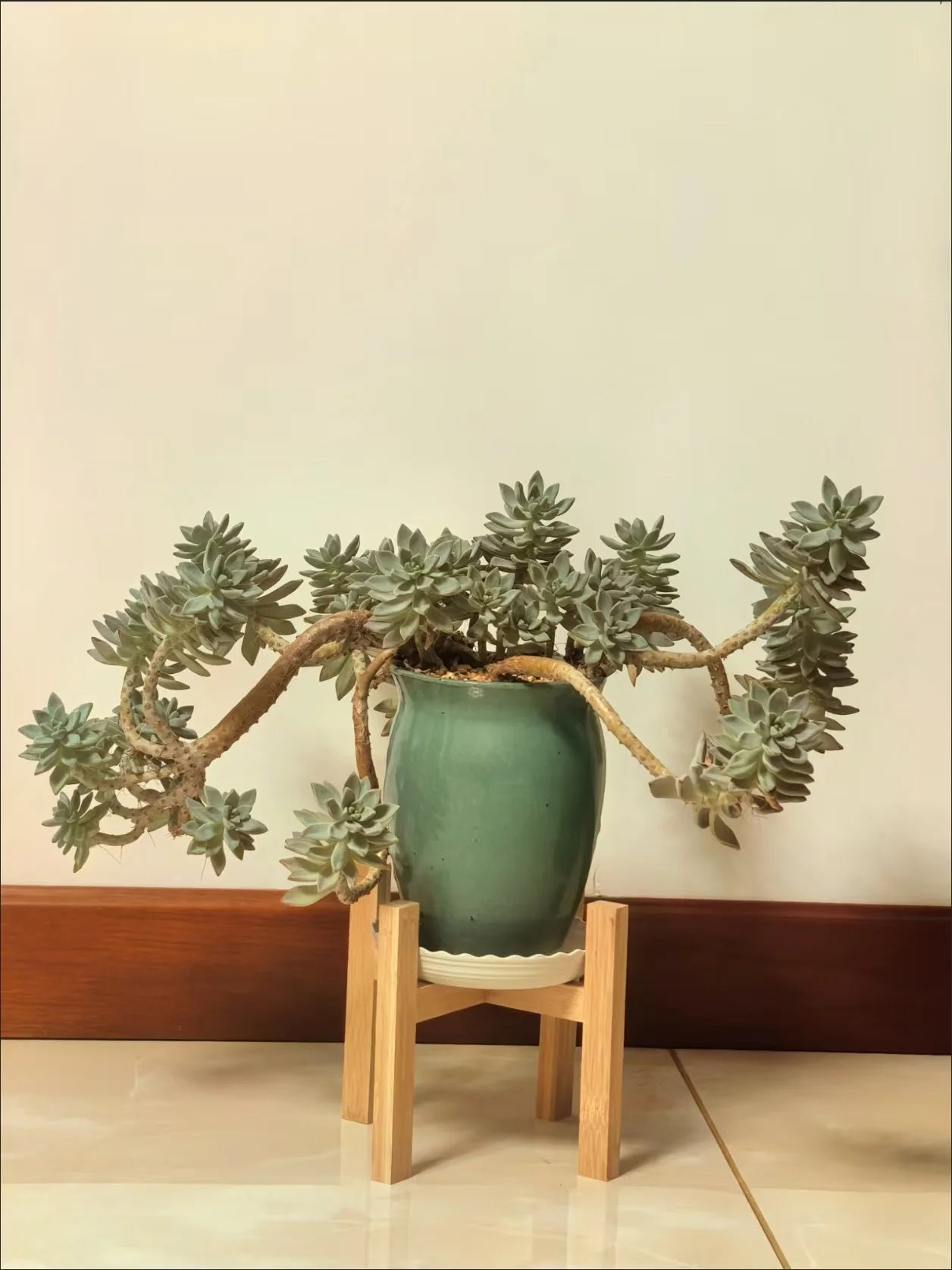 Green potted plant displayed on a bamboo stand against a wall indoors