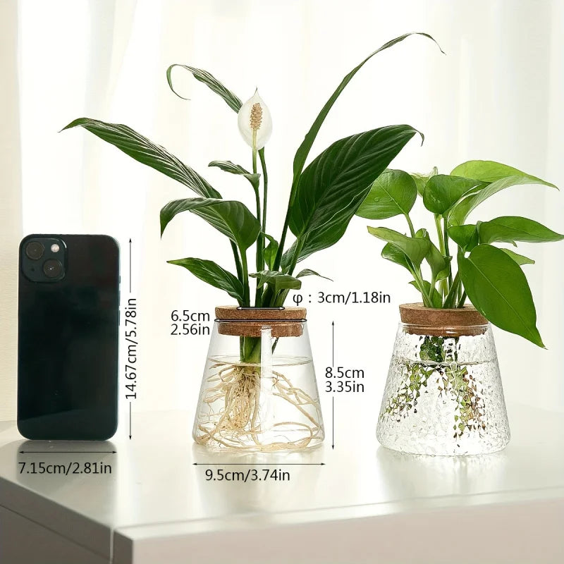 Glass propagation vases with cork lids and plant cuttings shown beside a mobile phone for size reference, with visible dimensions