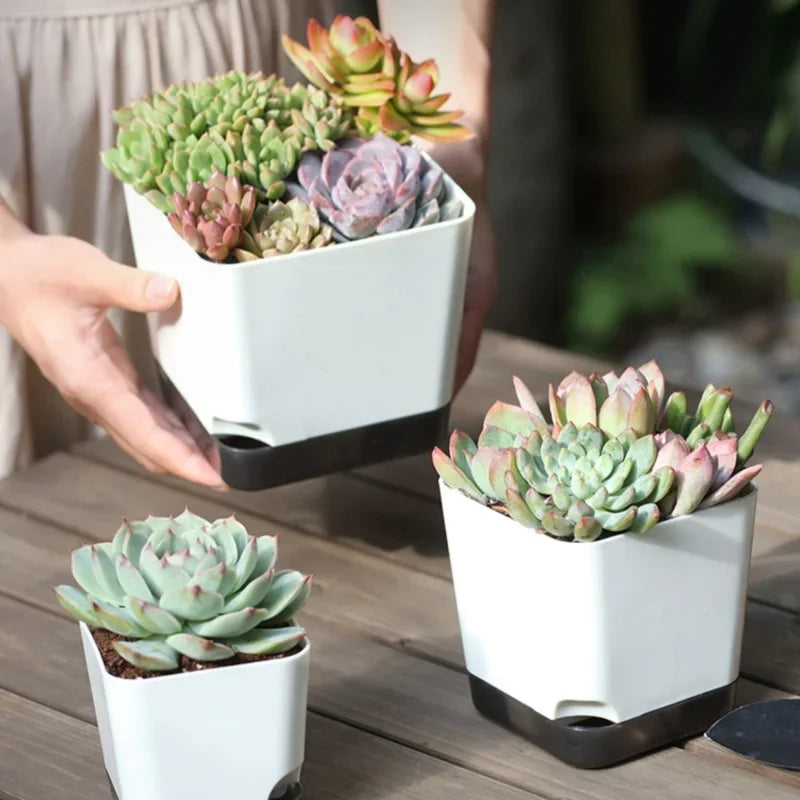 close-up of person holding large and medium self watering planters with succulents inside, on a wood table