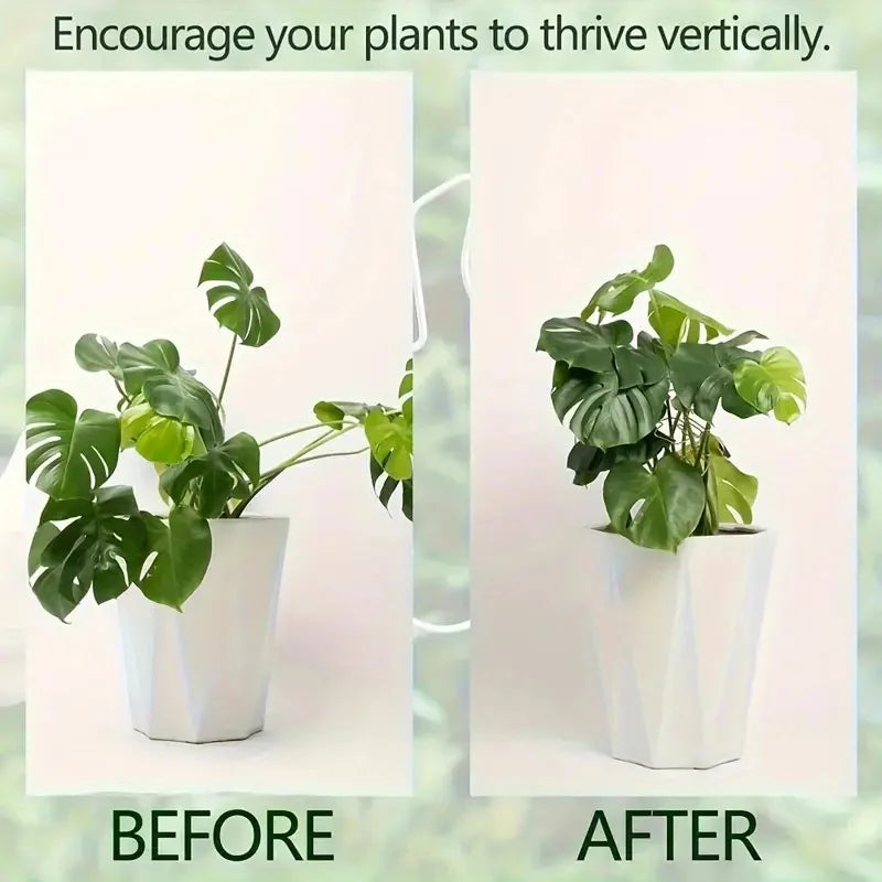 Before and after using the plant support ring to help a Monstera stand upright in a pot