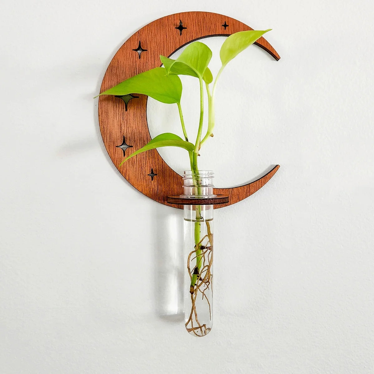 Moon phase wooden wall-mounted test tube vase with star cutouts, holding pothos cutting