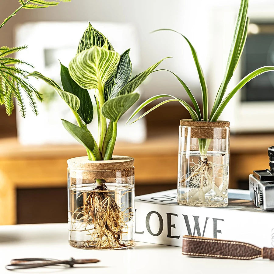 Pair of acrylic plant rooting jars with cork lids and visible plant roots on a tabletop