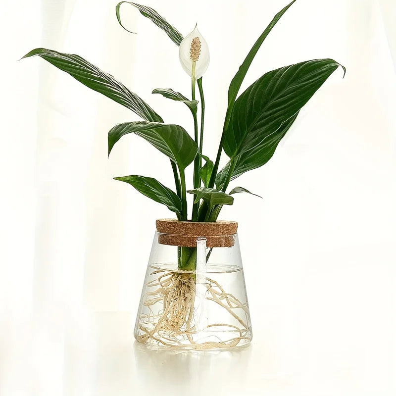 Tabletop Glass Propagation Vase with Cork Lid for Plant Cuttings